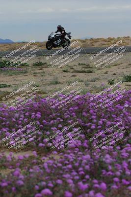 media/Jan-14-2023-SoCal Trackdays (Sat) [[497694156f]]/Turn 14 Exit Bloomig (145pm)/